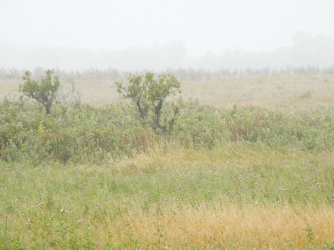 Meadowlark Initiative News, Sports, Jobs Minot Daily News